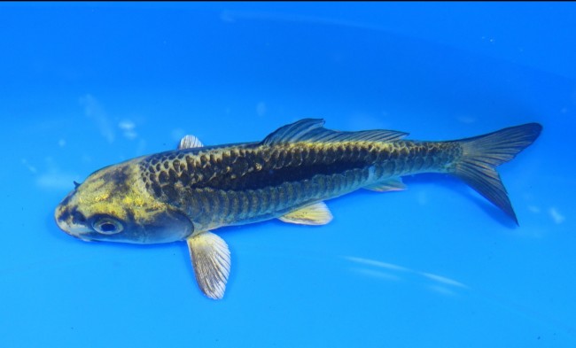 錦屋養鯉場 　大鱗 金兜　12cm 　福だるま 錦鯉販売　通信販売　錦屋養鯉場