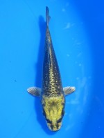  　大鱗 金兜　12cm 　