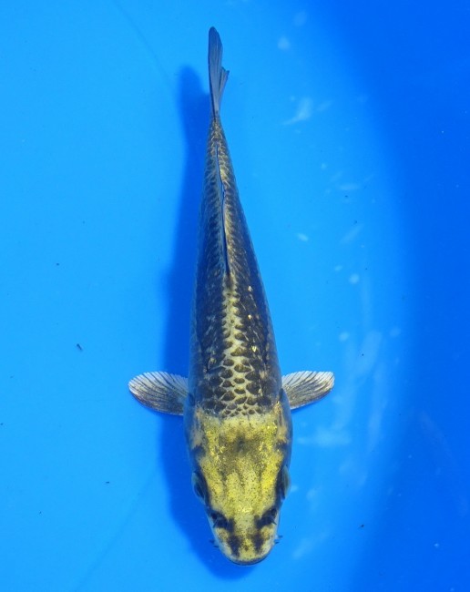 錦屋養鯉場 　大鱗 金兜　12cm 　福だるま 錦鯉販売　通信販売　錦屋養鯉場