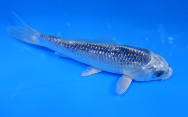 パール銀鱗ブループラチナ 11cm 錦屋養鯉場 パール銀鱗ブループラチナ 11cm 錦鯉販売 通信販売 錦屋養鯉場