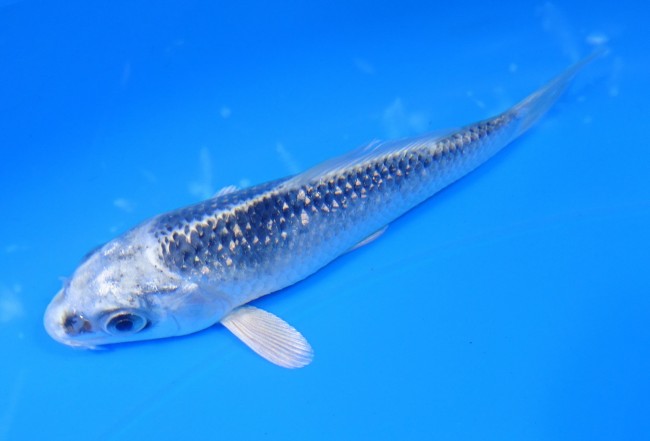 パール銀鱗ブループラチナ 11cm 錦屋養鯉場 パール銀鱗ブループラチナ 11cm 錦鯉販売 通信販売 錦屋養鯉場