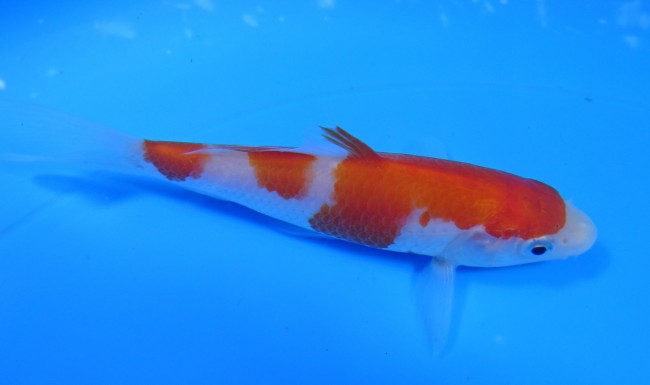 紅白 11cm 錦屋養鯉場 紅白 11cm 錦鯉販売 通信販売 錦屋養鯉場