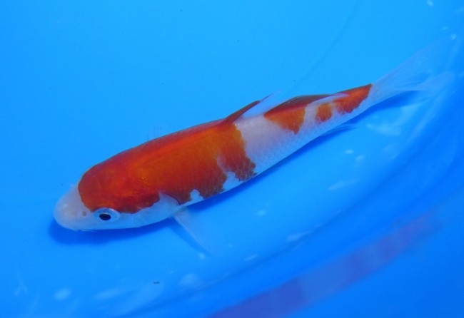 紅白 11cm 錦屋養鯉場 紅白 11cm 錦鯉販売 通信販売 錦屋養鯉場