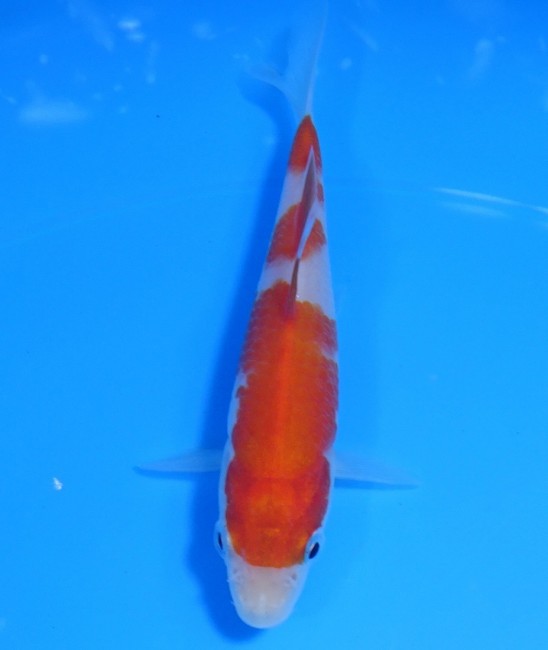 紅白 11cm 錦屋養鯉場 紅白 11cm 錦鯉販売 通信販売 錦屋養鯉場