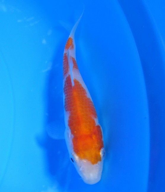 錦屋養鯉場 　紅白　12cm　 錦鯉販売　通信販売　錦屋養鯉場