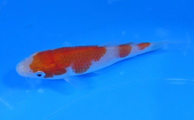 錦屋養鯉場 　紅白　12cm　 錦鯉販売　通信販売　錦屋養鯉場