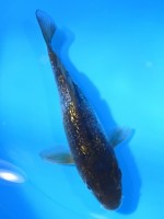  　ダイヤ銀鱗 落ち葉しぐれ　16cm　 