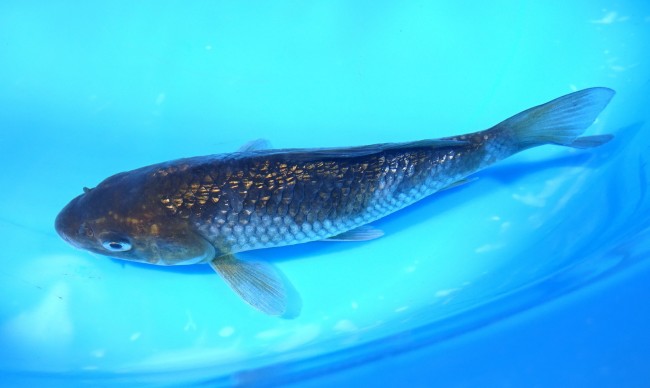 錦屋養鯉場 　ダイヤ銀鱗 落ち葉しぐれ　16cm　 錦鯉販売　通信販売　錦屋養鯉場