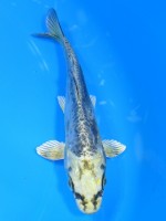 　大鱗 ブルー輝黒龍　14cm　　