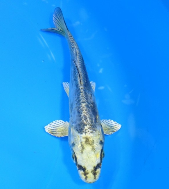 大鱗 ブルー輝黒龍 14cm 錦屋養鯉場 大鱗 ブルー輝黒龍 14cm 錦鯉販売 通信販売 錦屋養鯉場