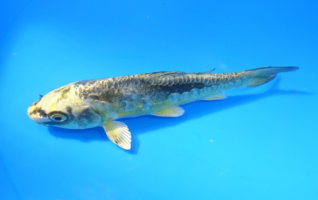 大鱗 ブルー輝黒龍 14cm 錦屋養鯉場 大鱗 ブルー輝黒龍 14cm 錦鯉販売 通信販売 錦屋養鯉場