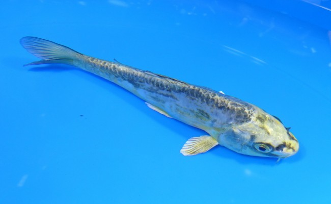 大鱗 ブルー輝黒龍 14cm 錦屋養鯉場 大鱗 ブルー輝黒龍 14cm 錦鯉販売 通信販売 錦屋養鯉場