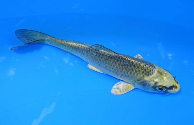 むかし黄金 13cm 錦屋養鯉場 むかし黄金 13cm 錦屋養鯉場 錦鯉販売 通信販売