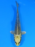  　むかし黄金　13cm 　