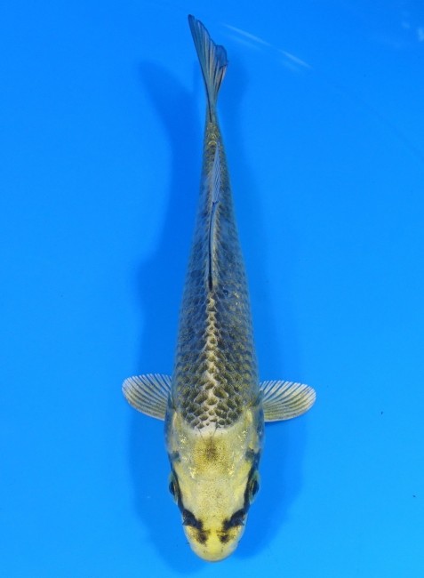 むかし黄金 13cm 錦屋養鯉場 むかし黄金 13cm 錦屋養鯉場 錦鯉販売 通信販売