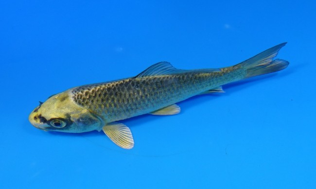 むかし黄金 13cm 錦屋養鯉場 むかし黄金 13cm 錦屋養鯉場 錦鯉販売 通信販売