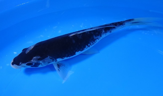 錦屋養鯉場 　墨流し　23cm 　錦屋養鯉場 　錦鯉販売　通信販売