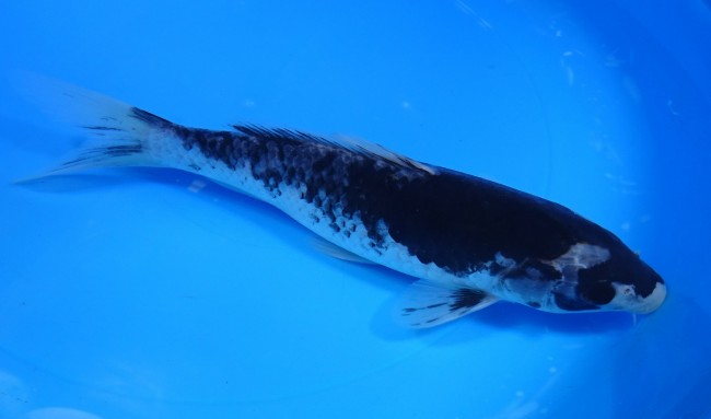 錦屋養鯉場 　墨流し　23cm 　錦屋養鯉場 　錦鯉販売　通信販売