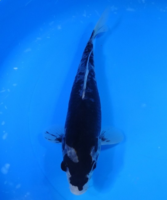 錦屋養鯉場 　墨流し　23cm 　錦屋養鯉場 　錦鯉販売　通信販売