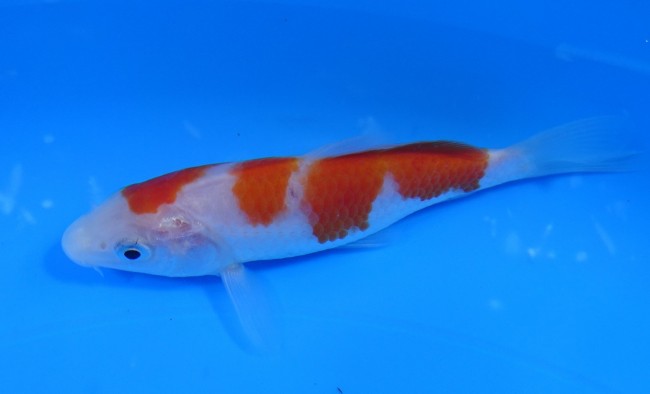 錦屋養鯉場 　紅白　12cm　 錦鯉販売　通信販売　錦屋養鯉場