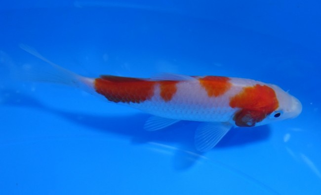 錦屋養鯉場 　紅白　12cm　 錦鯉販売　通信販売　錦屋養鯉場