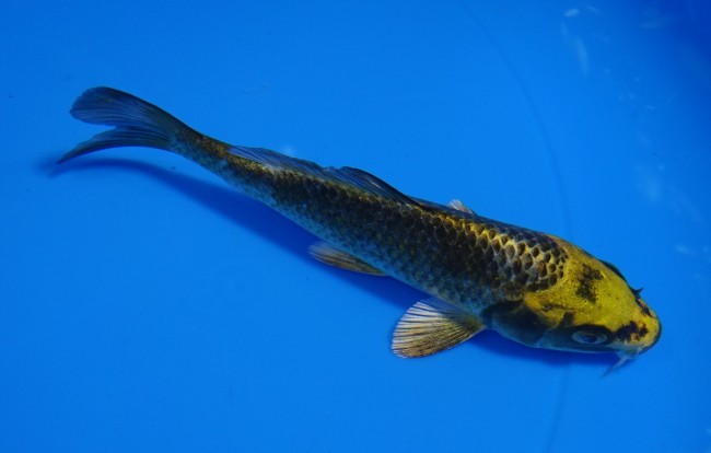 金兜 13cm 錦屋養鯉場 金兜 13cm 錦屋養鯉場 錦鯉販売 通信販売