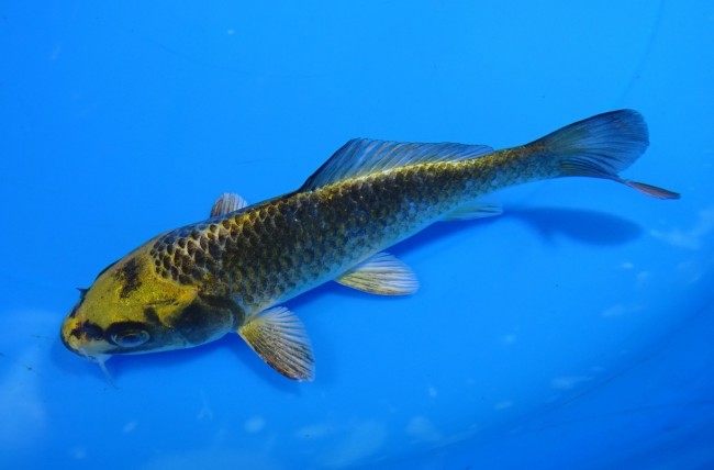 金兜 13cm 錦屋養鯉場 金兜 13cm 錦屋養鯉場 錦鯉販売 通信販売