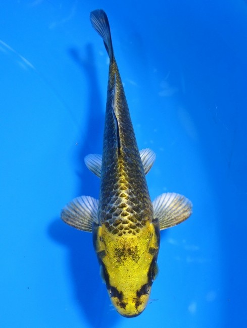 金兜 13cm 錦屋養鯉場 金兜 13cm 錦屋養鯉場 錦鯉販売 通信販売