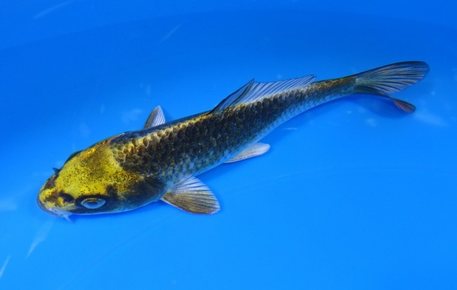 金兜 14cm 錦屋養鯉場 金兜 14cm 錦屋養鯉場 錦鯉販売 通信販売