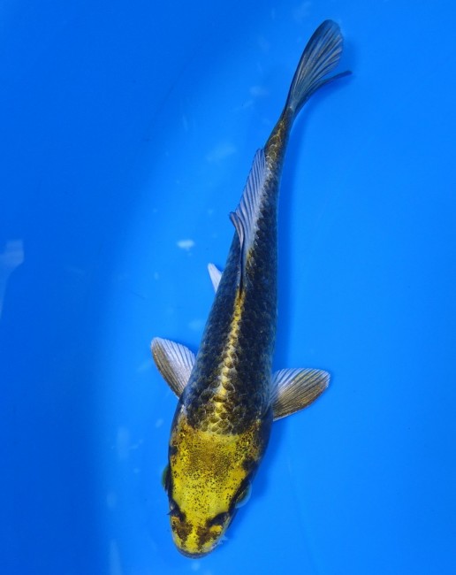 金兜 14cm 錦屋養鯉場 金兜 14cm 錦屋養鯉場 錦鯉販売 通信販売