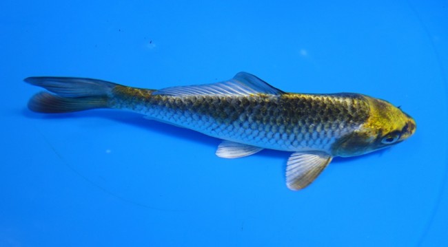 金兜 14cm 錦屋養鯉場 金兜 14cm 錦屋養鯉場 錦鯉販売 通信販売